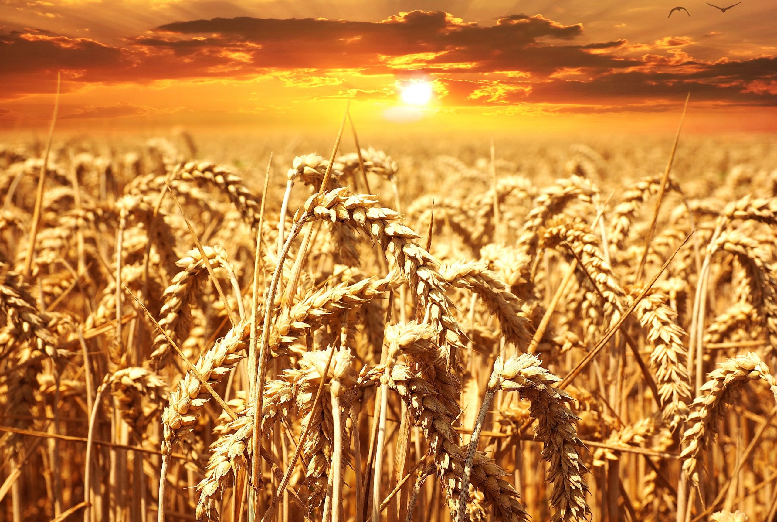 Poljoprivrednici Srbije: Suša odlaže prolećnu setvu