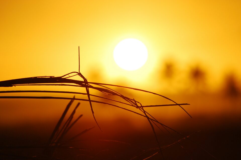 sunce